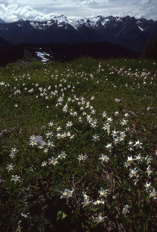 Bailey Trav 057 Aug-1989 Avalanche Lilies Dodger Pt.jpg